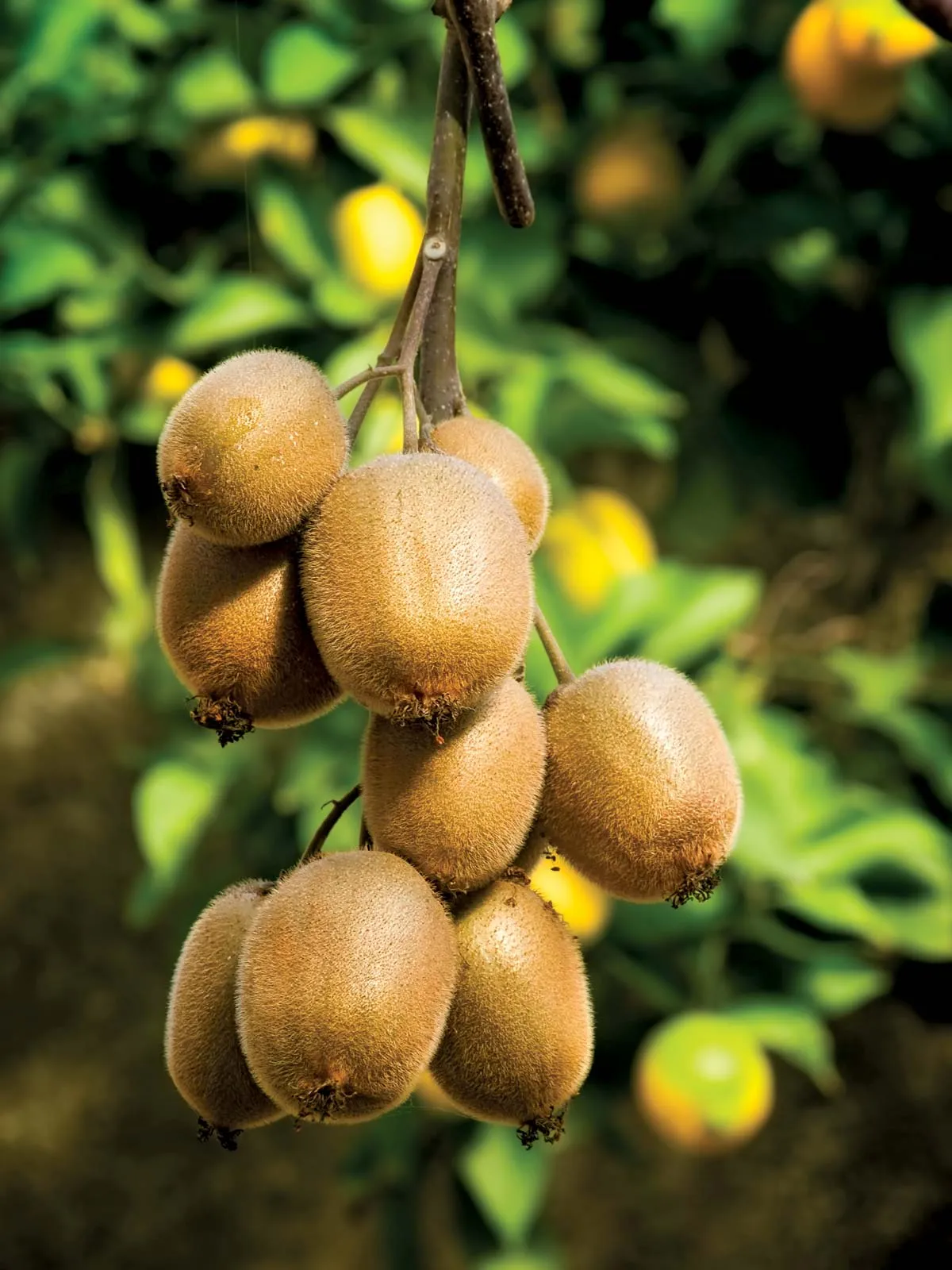 Green Kiwi