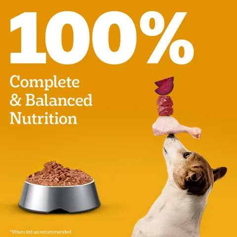 Pedigree Adult Wet Dog Food, Chicken & Liver Chunks in Gravy (130 g)
