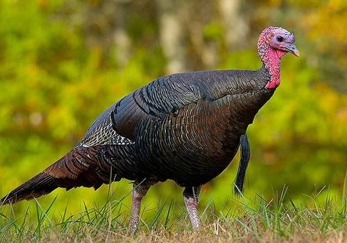 Frozen Whole Turkey, 5-7 Kg Pack